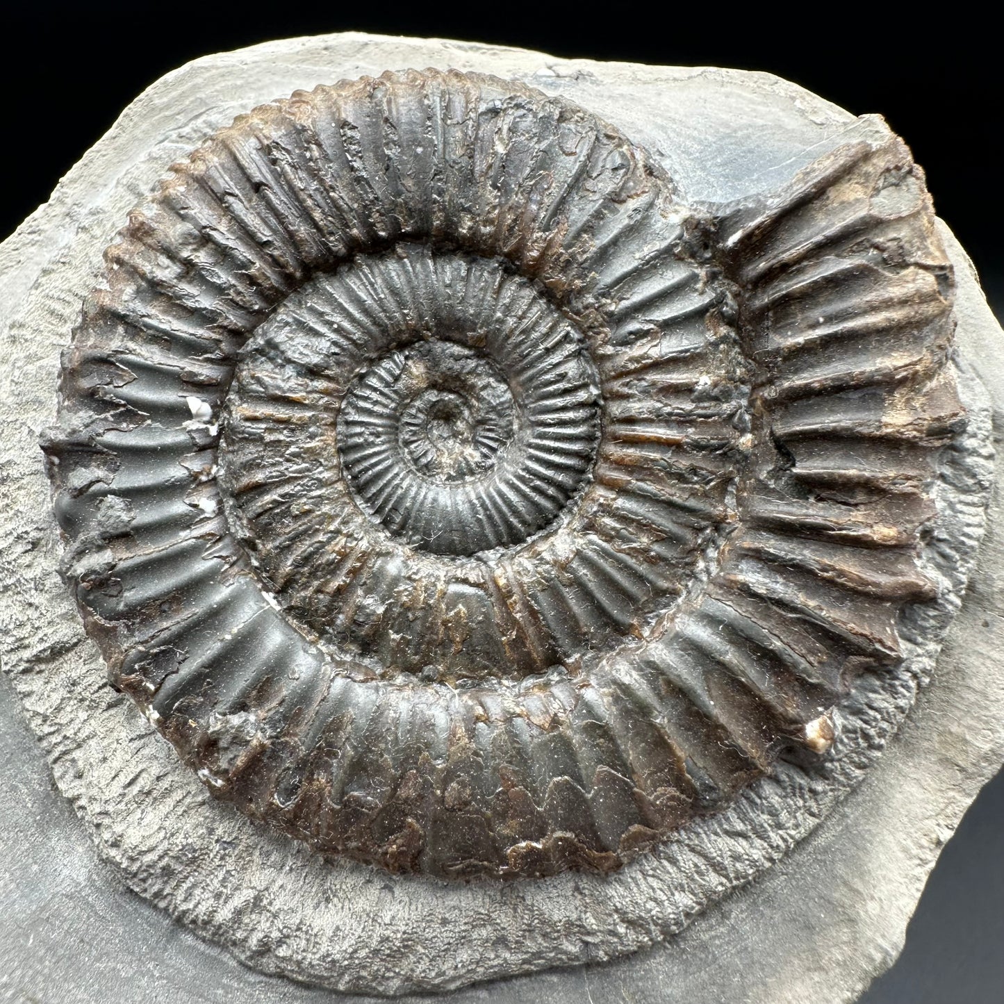 Peronoceras fibulatum ammonite fossil with box and stand - Whitby, North Yorkshire Jurassic Coast Yorkshire Fossils