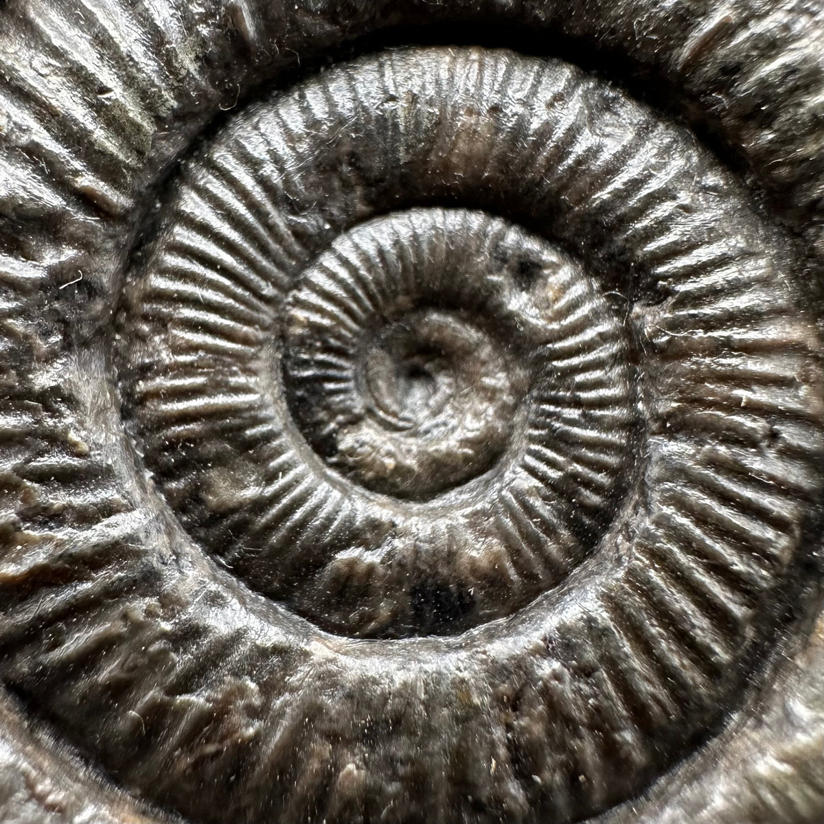 Dactylioceras Ammonite Fossil With box and Stand - Whitby, North Yorkshire Jurassic Coast Yorkshire Fossils