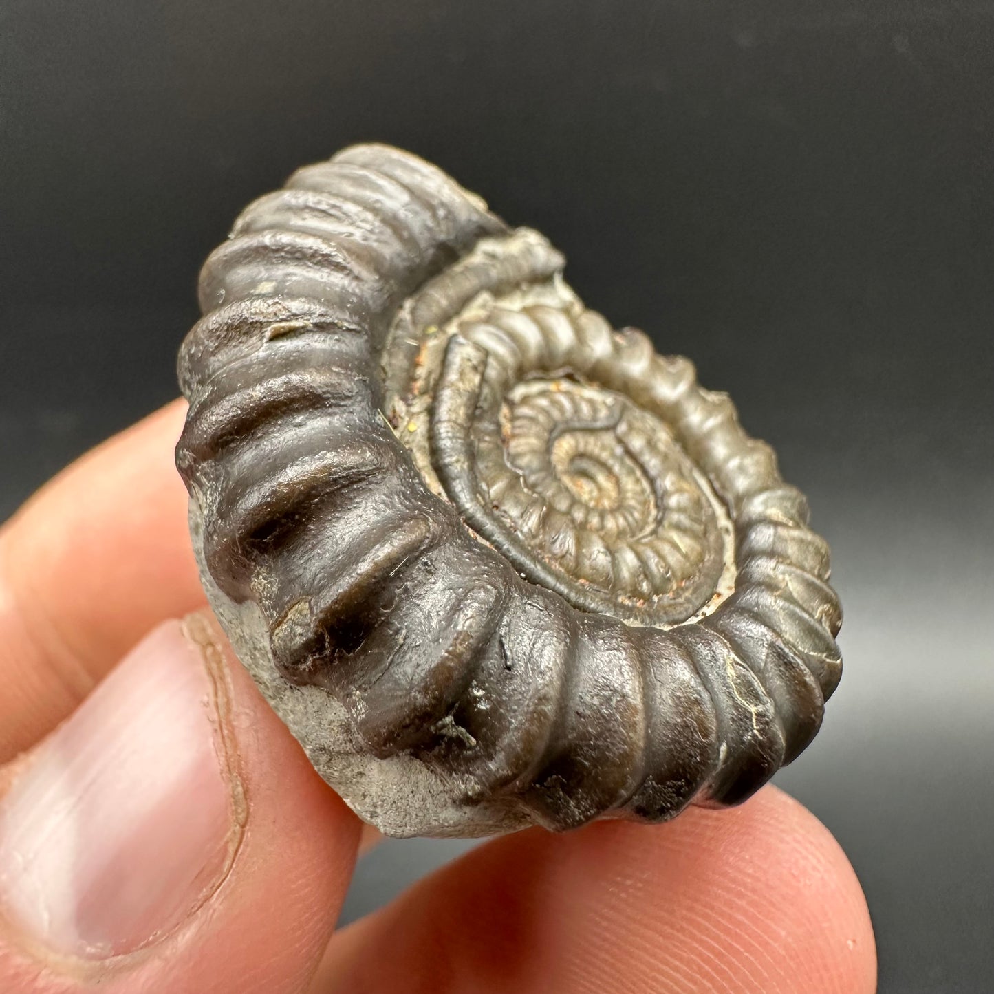 Gagaticeras Ammonite fossil with box and stand - Whitby, North Yorkshire Jurassic Coast Yorkshire Fossils