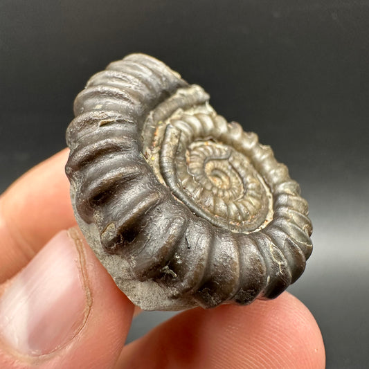 Gagaticeras Ammonite fossil with box and stand - Whitby, North Yorkshire Jurassic Coast Yorkshire Fossils