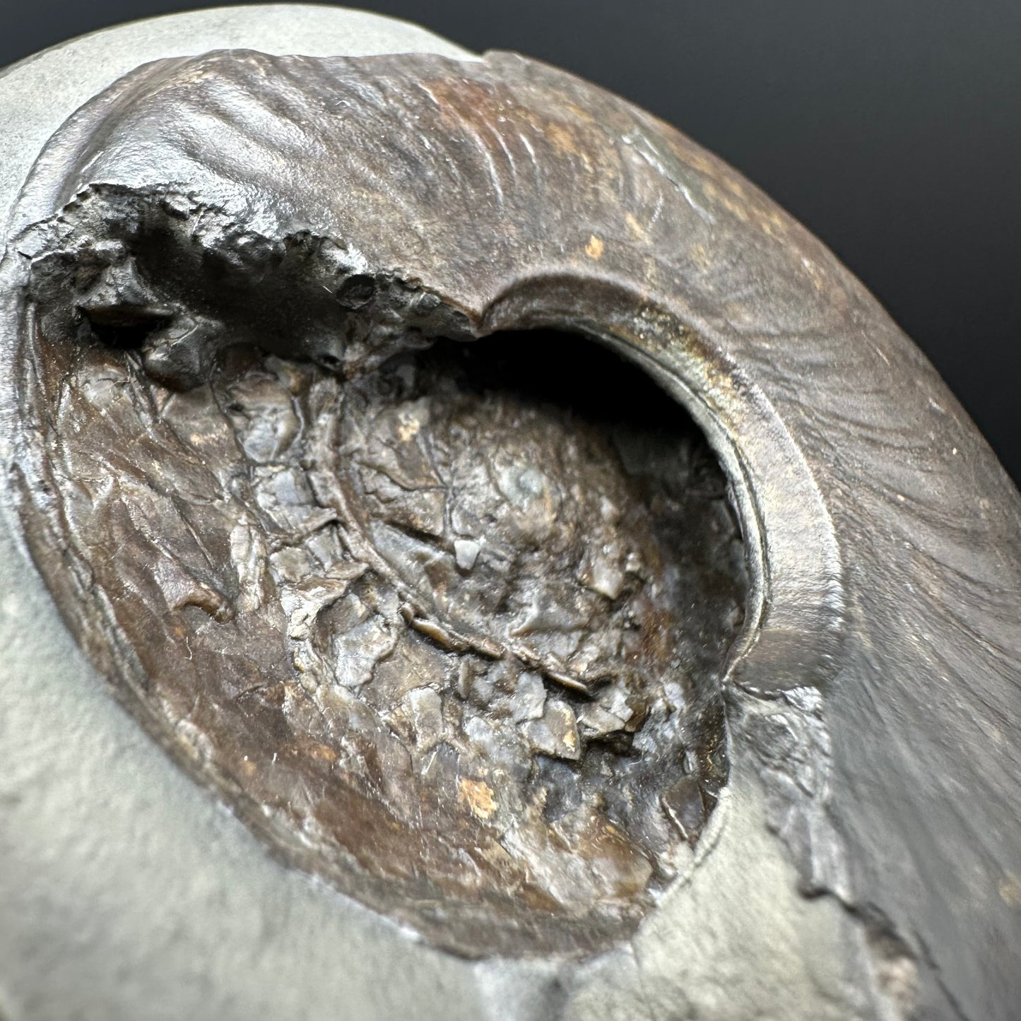 Golden Egg (GENUINE) Ammonite Fossil With Stand - Whitby, North Yorkshire Jurassic Coast Yorkshire Fossils