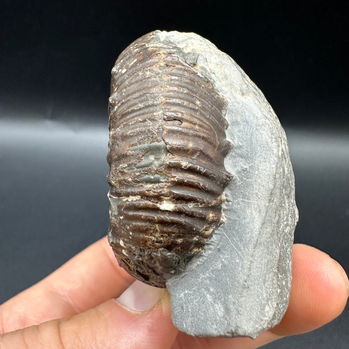 Peronoceras Sp. Ammonite fossil with box and stand - Whitby, North Yorkshire Jurassic Coast Yorkshire Fossils