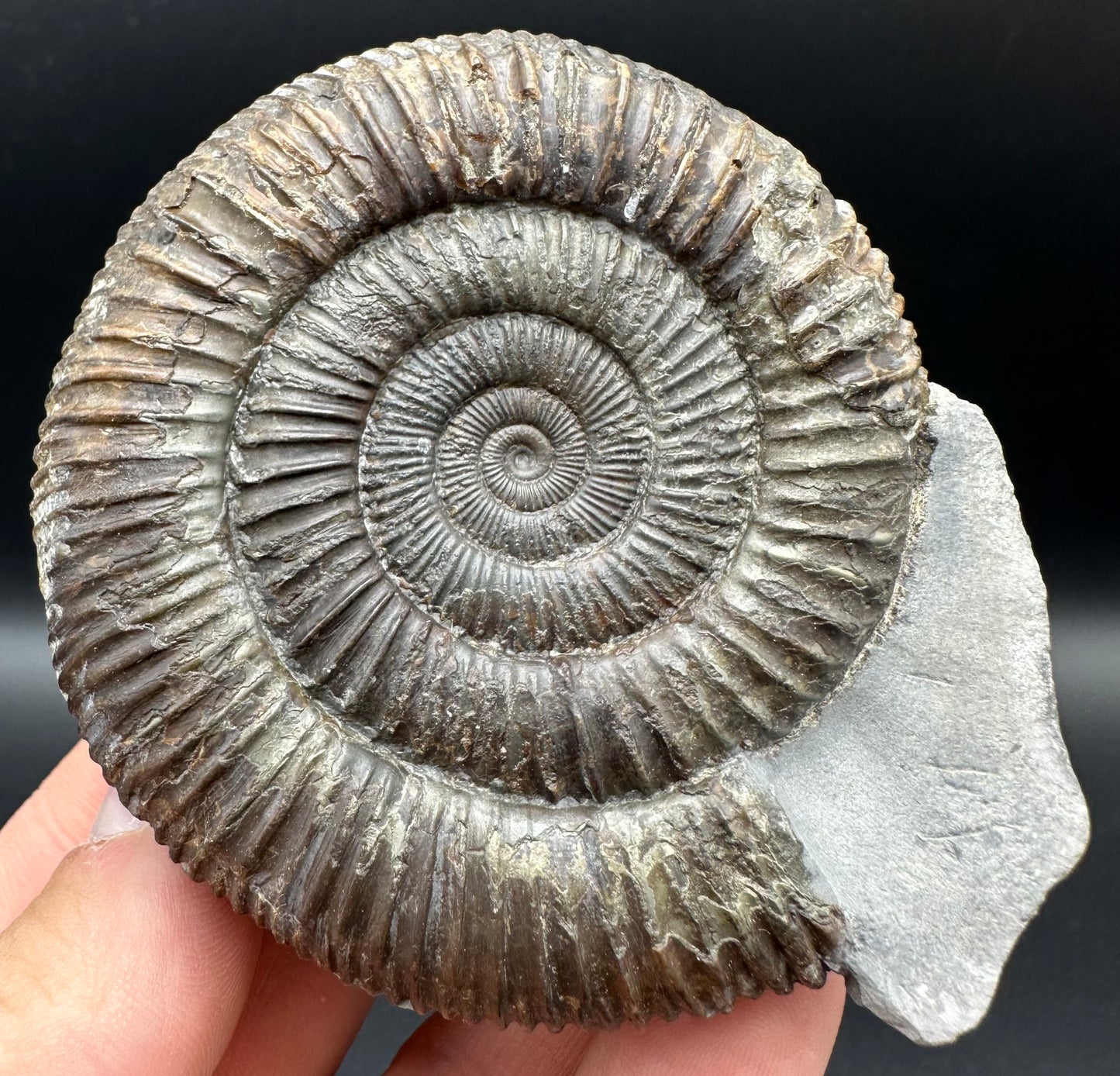 Dactylioceras Ammonite Fossil With Box And Stand - Whitby, North Yorkshire Jurassic Coast Yorkshire Fossils