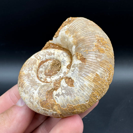Lytoceras Ammonite Fossil With Box And Stand - Cretaceous Ammonite Madagascar