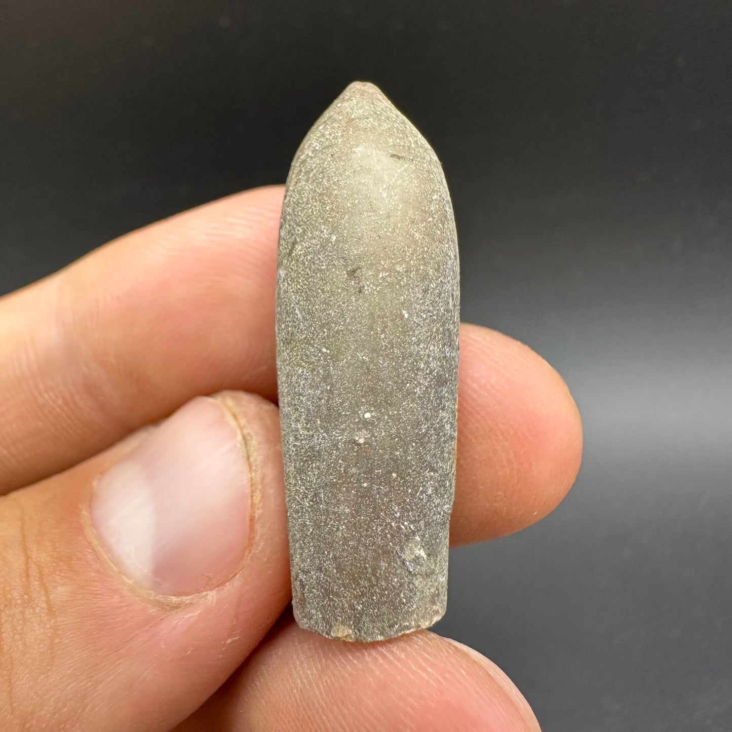 Belemnite (Fossil Squid) shell fossil - Whitby, North Yorkshire Jurassic Coast Yorkshire Fossils