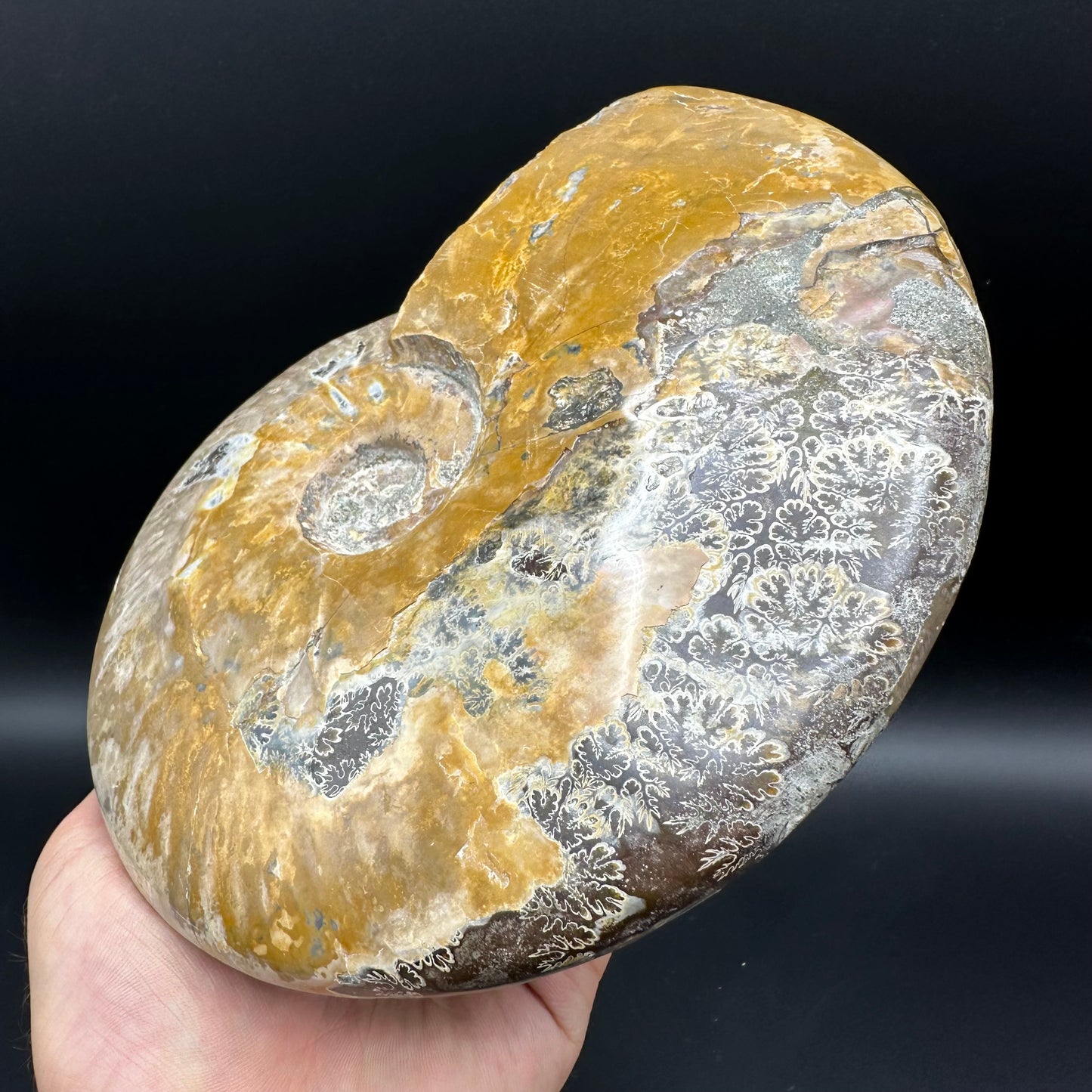 Cleoniceras Ammonite Fossil With Stand - Cretaceous Ammonite Madagascar
