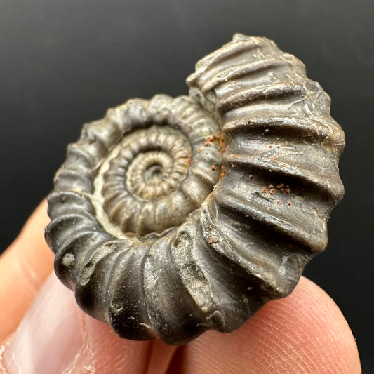 Gagaticeras Ammonite fossil with box and stand - Whitby, North Yorkshire Jurassic Coast Yorkshire Fossils