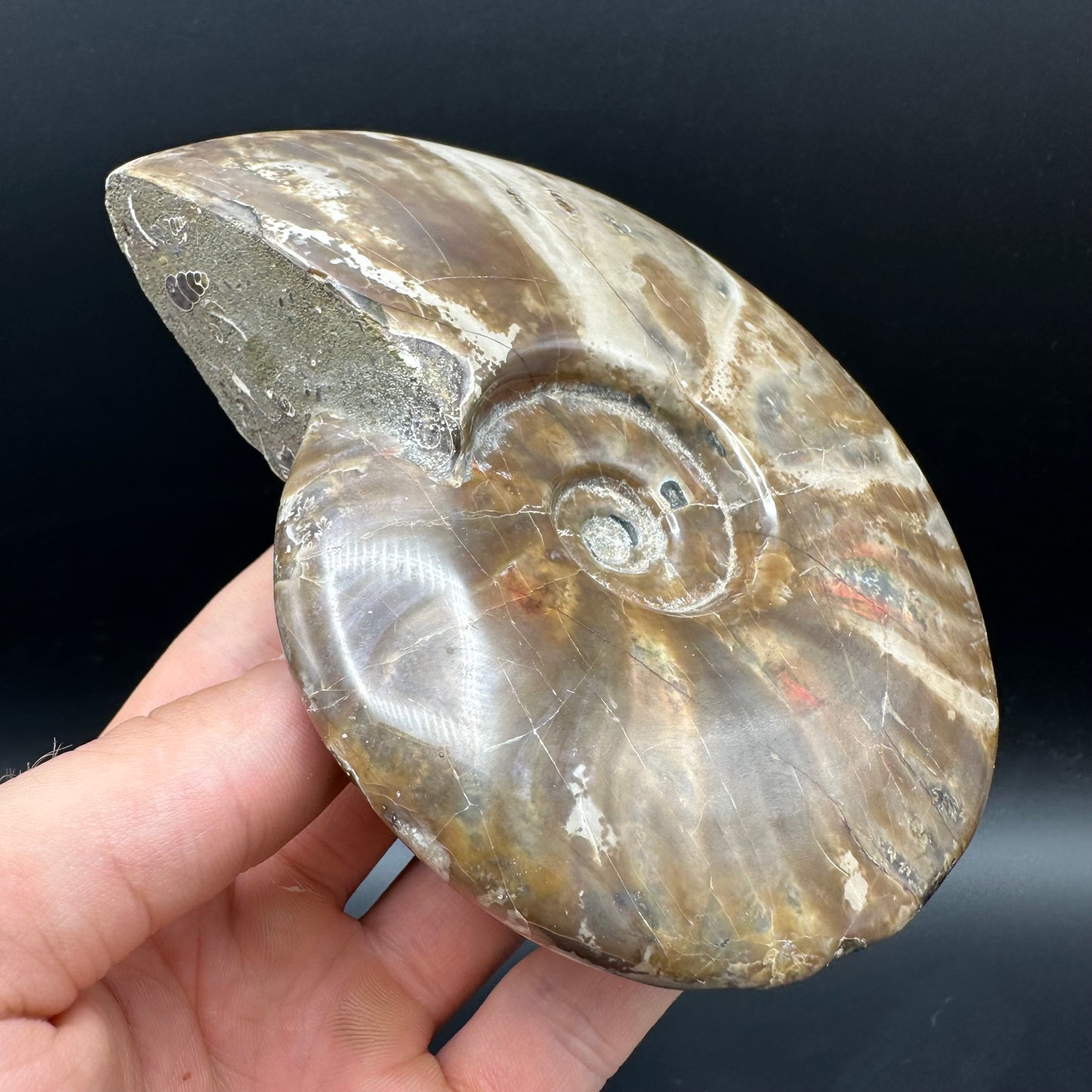 Cleoniceras Ammonite Fossil With Stand - Cretaceous Ammonite Madagascar