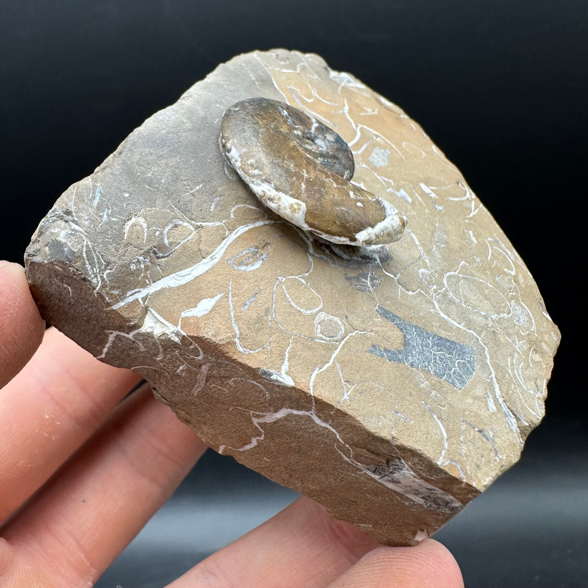 Amaltheus striatus ammonite fossil with box and stand - Whitby, North Yorkshire Jurassic Coast Yorkshire Fossils