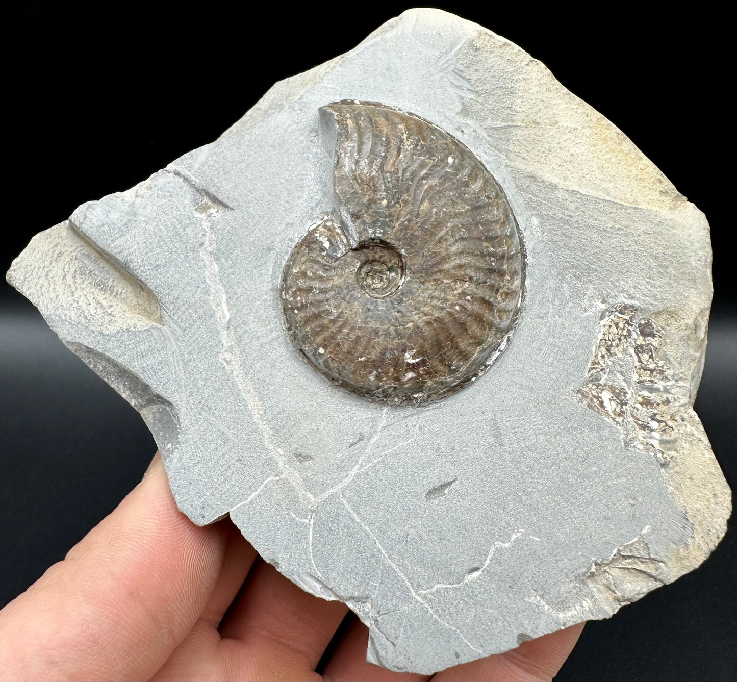 Pseudolioceras lythense Ammonite fossil with box and stand - Whitby, North Yorkshire, Yorkshire Fossils on the Jurassic Coast