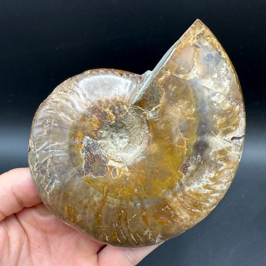 Cleoniceras Ammonite Fossil With Box And Stand - Cretaceous Ammonite Madagascar