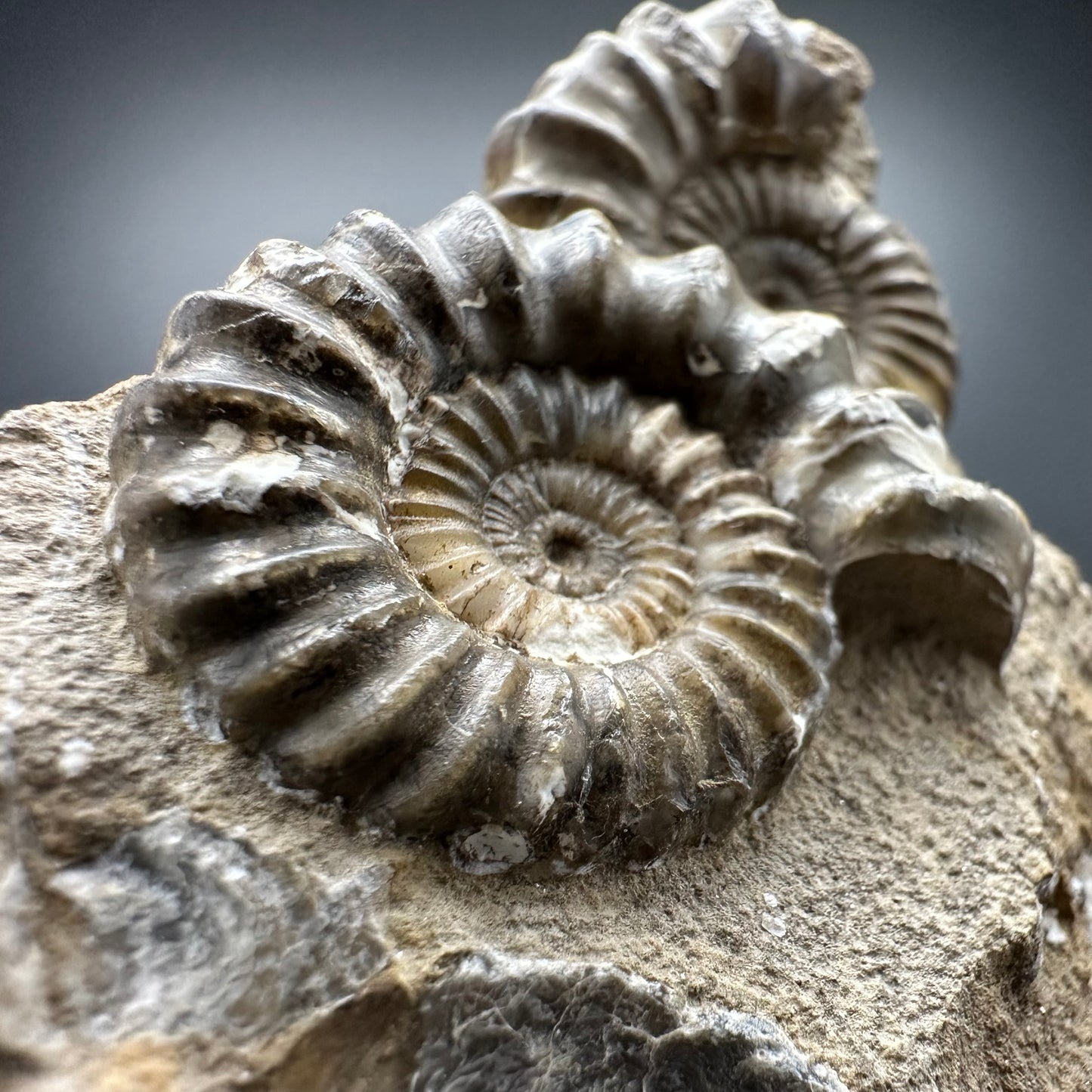 Androgynoceras capricornus Ammonite Fossil With Box And Stand - Whitby, North Yorkshire Jurassic Coast Yorkshire Fossils