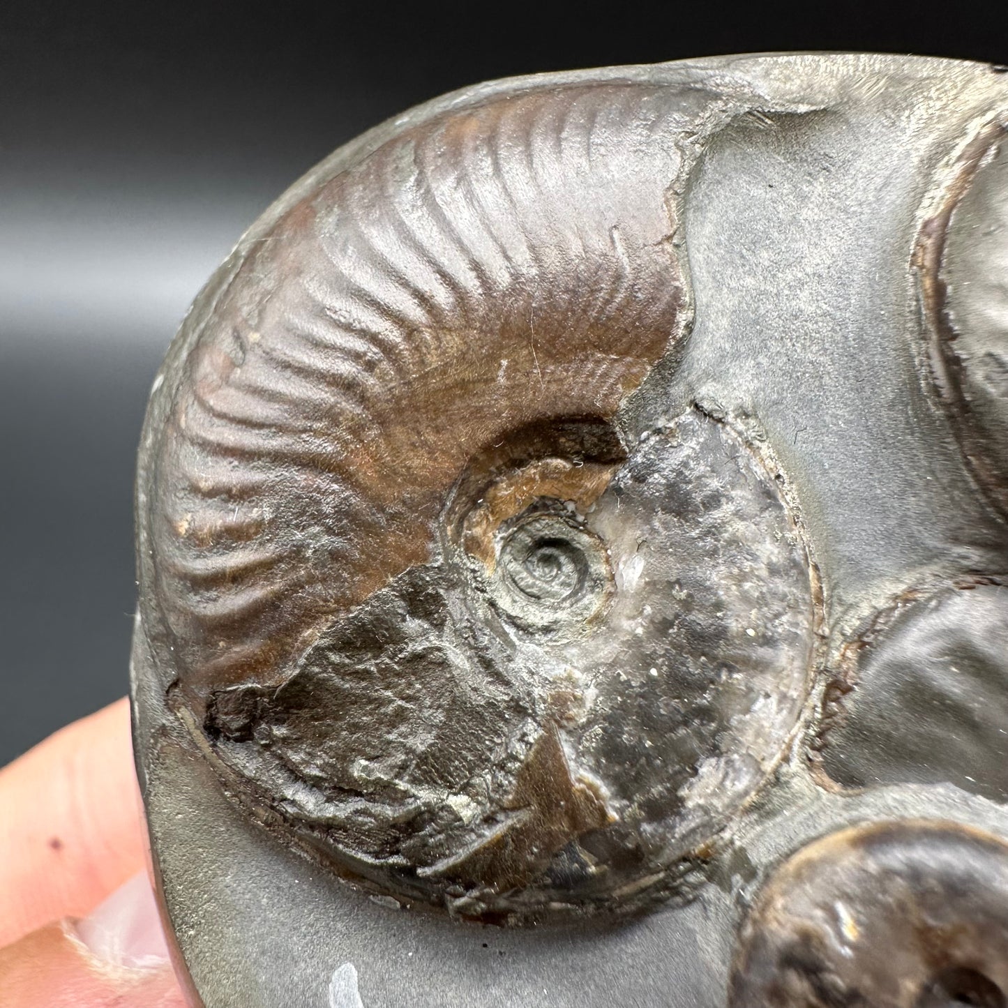 Golden Egg (GENUINE) Ammonite Fossil With Stand - Whitby, North Yorkshire Jurassic Coast Yorkshire Fossils