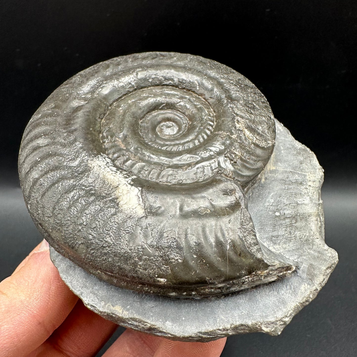 Hildoceras Bifrons Ammonite fossil with box and stand - Whitby, North Yorkshire Jurassic Coast, Yorkshire Fossils from the Jurassic Coast