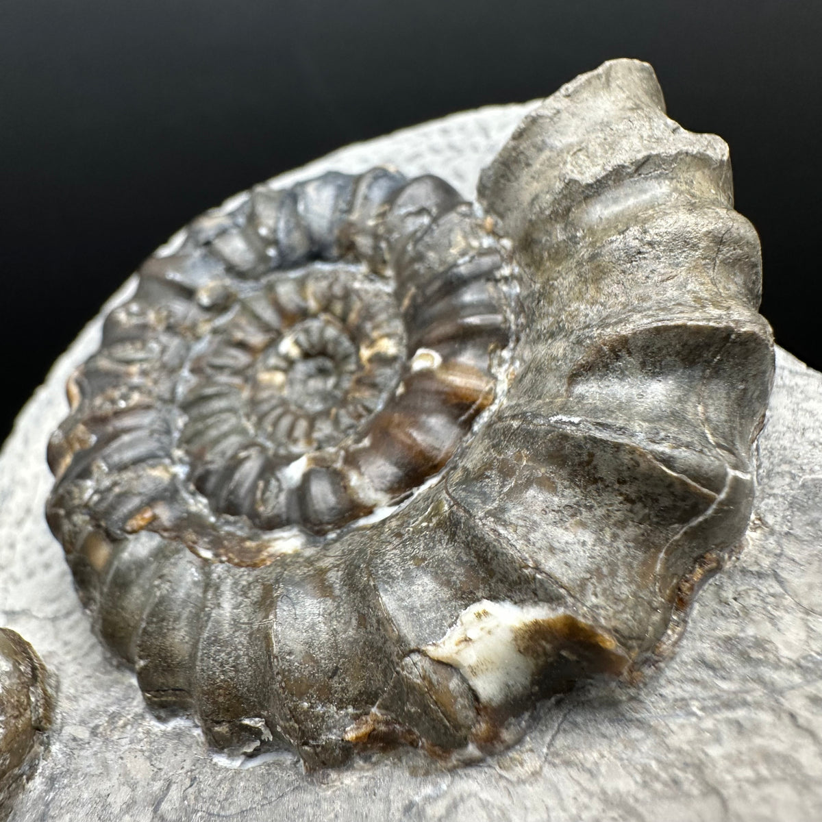 Androgynoceras maculatum ammonite fossil with box and stand - Whitby, North Yorkshire Jurassic Coast Yorkshire Fossils