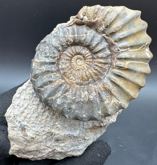 Pleuroceras paucicostatum ammonite fossil with box and stand - Whitby, North Yorkshire Jurassic Coast Yorkshire Fossils