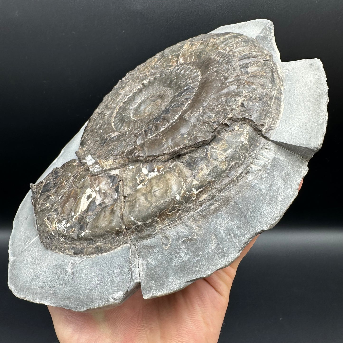 Hildoceras lusitanicum Ammonite fossil - Whitby, North Yorkshire, Jurassic Coast, Yorkshire Fossils from the Jurassic Coast