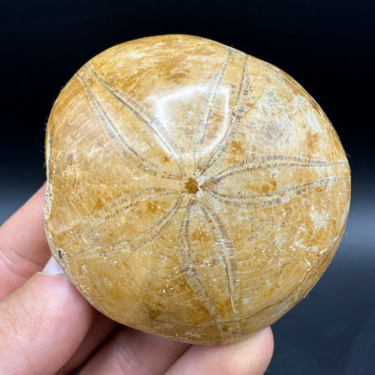 Holectypus Sea Urchin Fossil With Box And Stand - Middle Jurassic Madagascar