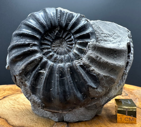 Asteroceras Ammonite fossil with box and stand - Whitby, North Yorkshire Jurassic Coast Yorkshire Fossils