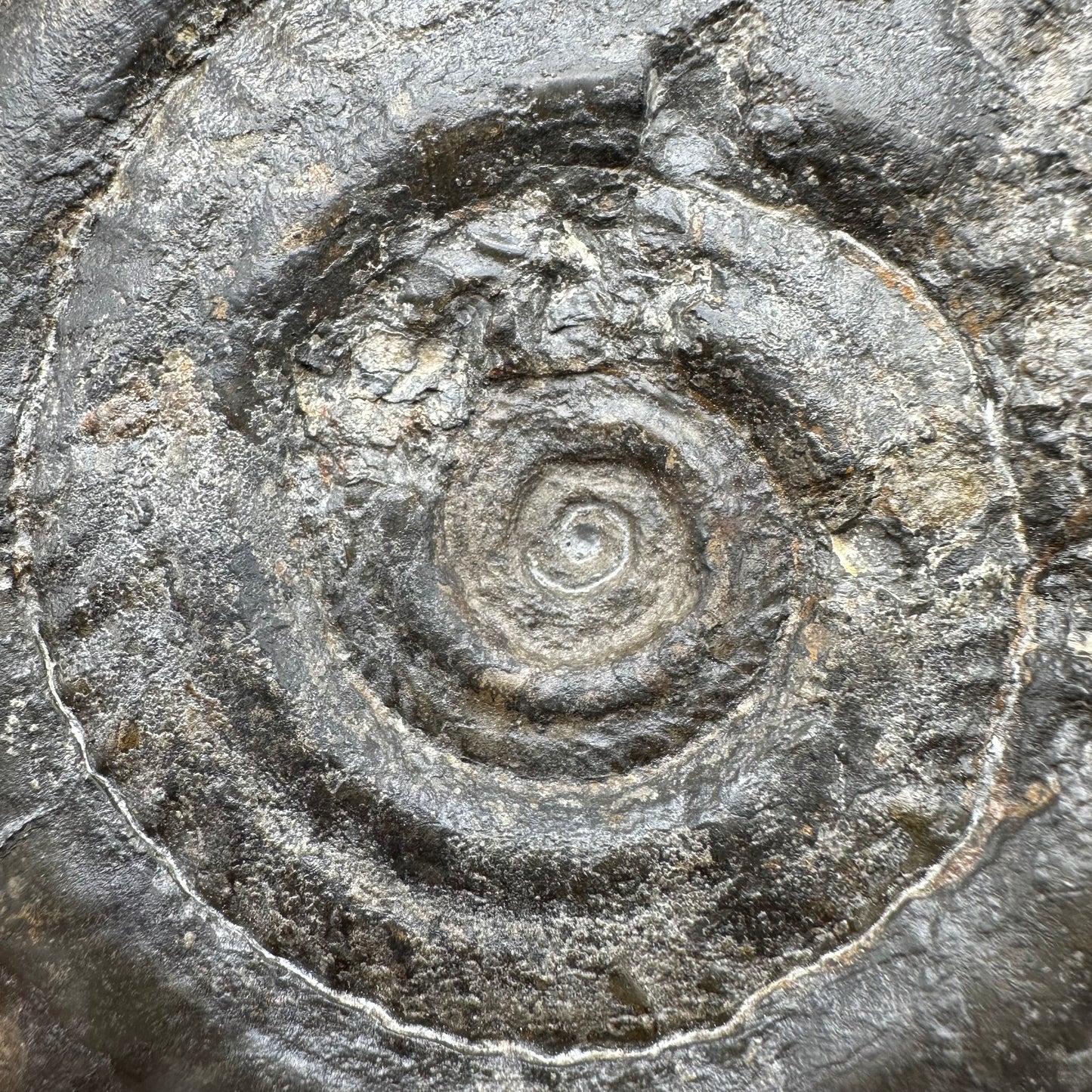 Hildoceras Bifrons Ammonite fossil - Whitby, North Yorkshire Jurassic Coast, Yorkshire Fossils from the Jurassic Coast