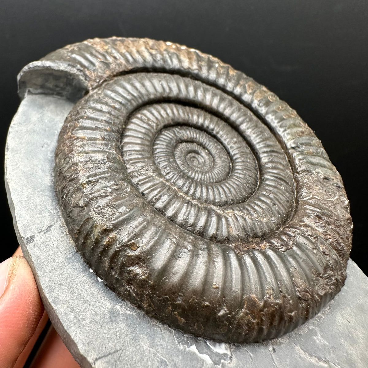 Dactylioceras Ammonite Fossil With Stand - Whitby, North Yorkshire Jurassic Coast Yorkshire Fossils