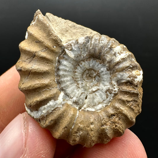 Androgynoceras capricornus Ammonite Fossil With Stand - Whitby, North Yorkshire Jurassic Coast Yorkshire Fossils