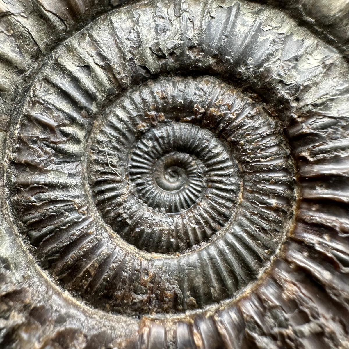 Dactylioceras Ammonite Fossil With Stand - Whitby, North Yorkshire Jurassic Coast Yorkshire Fossils