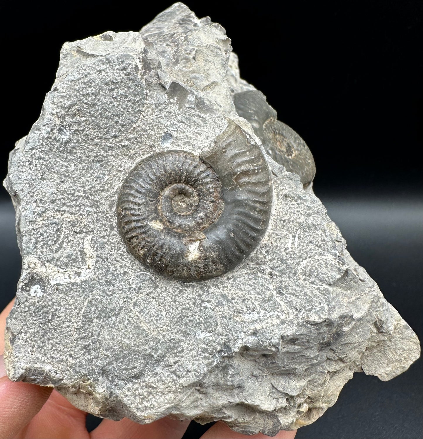 Grammoceras thoaurense Ammonite shell fossil - Whitby, North Yorkshire, Yorkshire Fossils from the Jurassic Coast