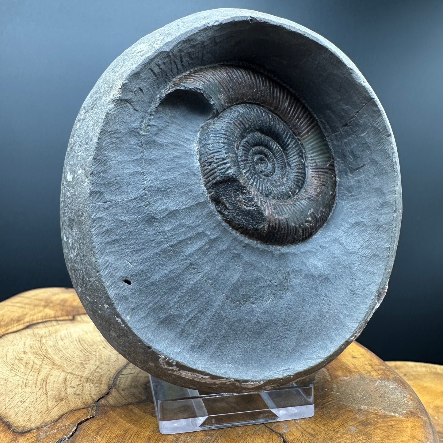 Dactylioceras tenuicostatum Ammonite fossil with box and stand - Whitby, North Yorkshire Jurassic Coast