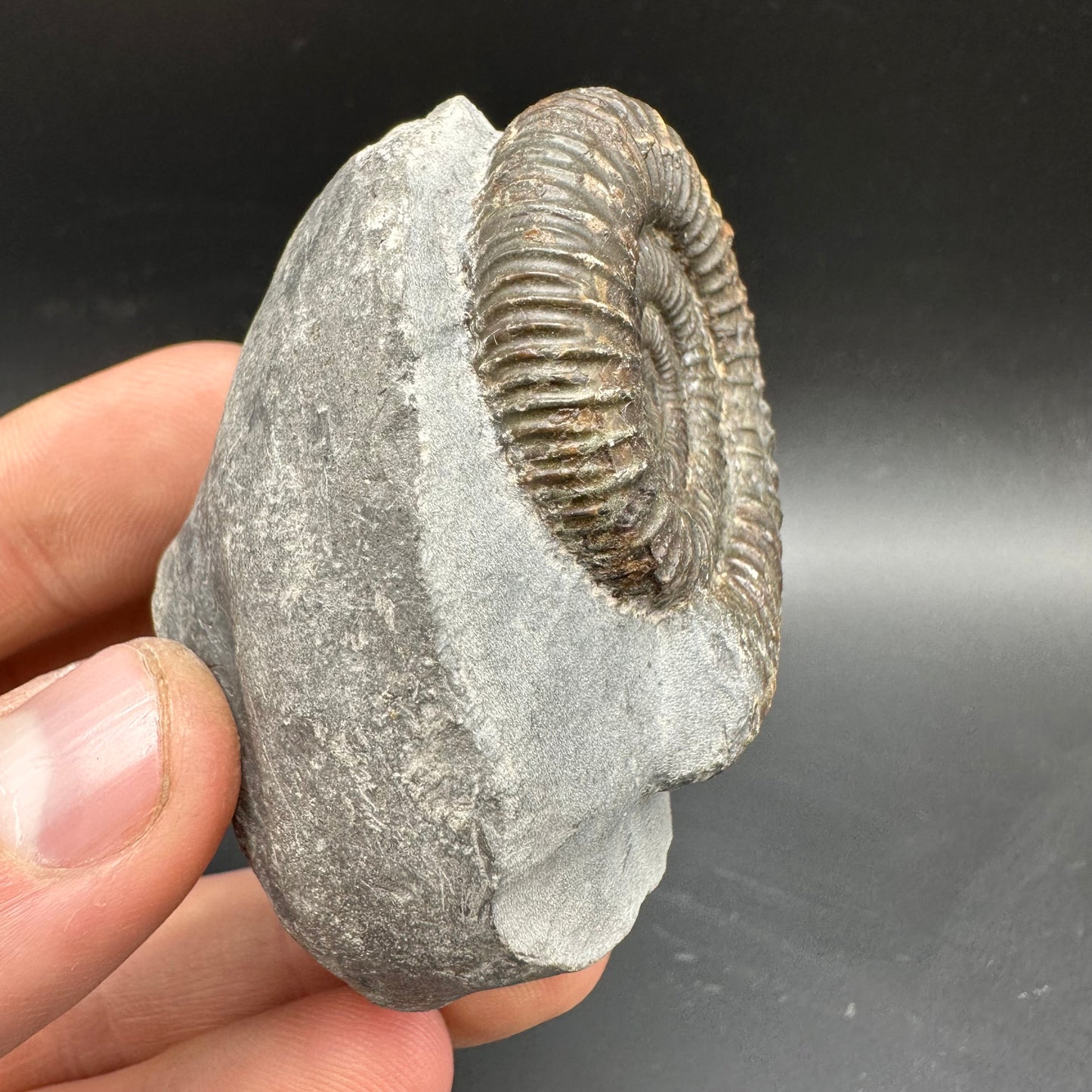 Dactylioceras Ammonite Fossil With box and Stand - Whitby, North Yorkshire Jurassic Coast Yorkshire Fossils