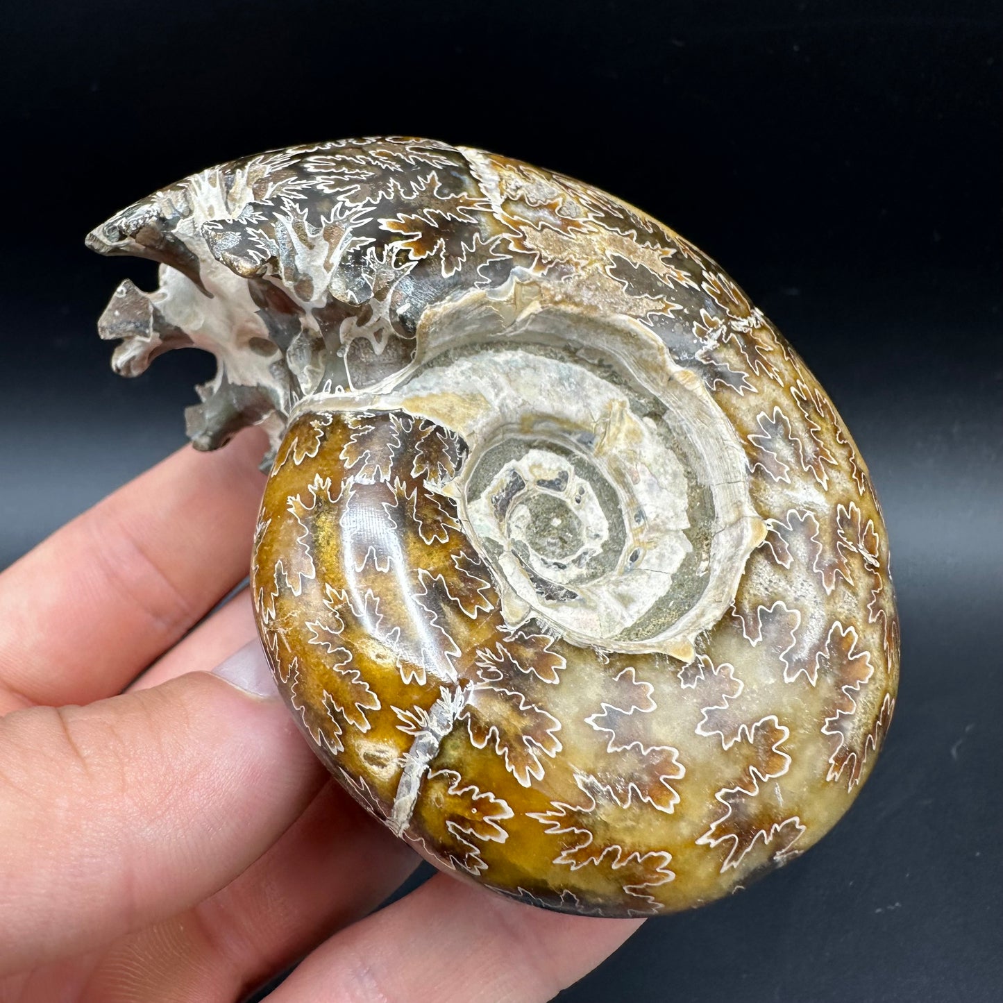 Puzosia Ammonite Fossil With Box And Stand - Cretaceous Ammonite Madagascar
