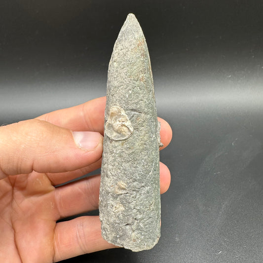 Belemnite (Fossil Squid) shell fossil with box and stand - Whitby, North Yorkshire Jurassic Coast Yorkshire Fossils