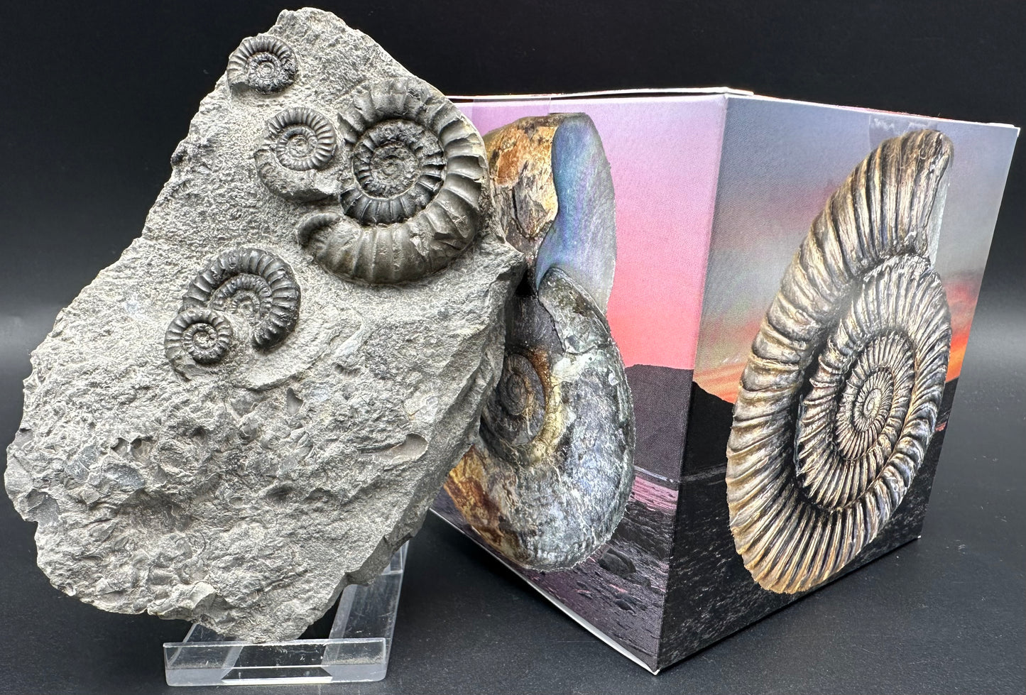 Arnioceras ammonite shell fossil with box and stand - Whitby, North Yorkshire Jurassic Coast Yorkshire Fossils