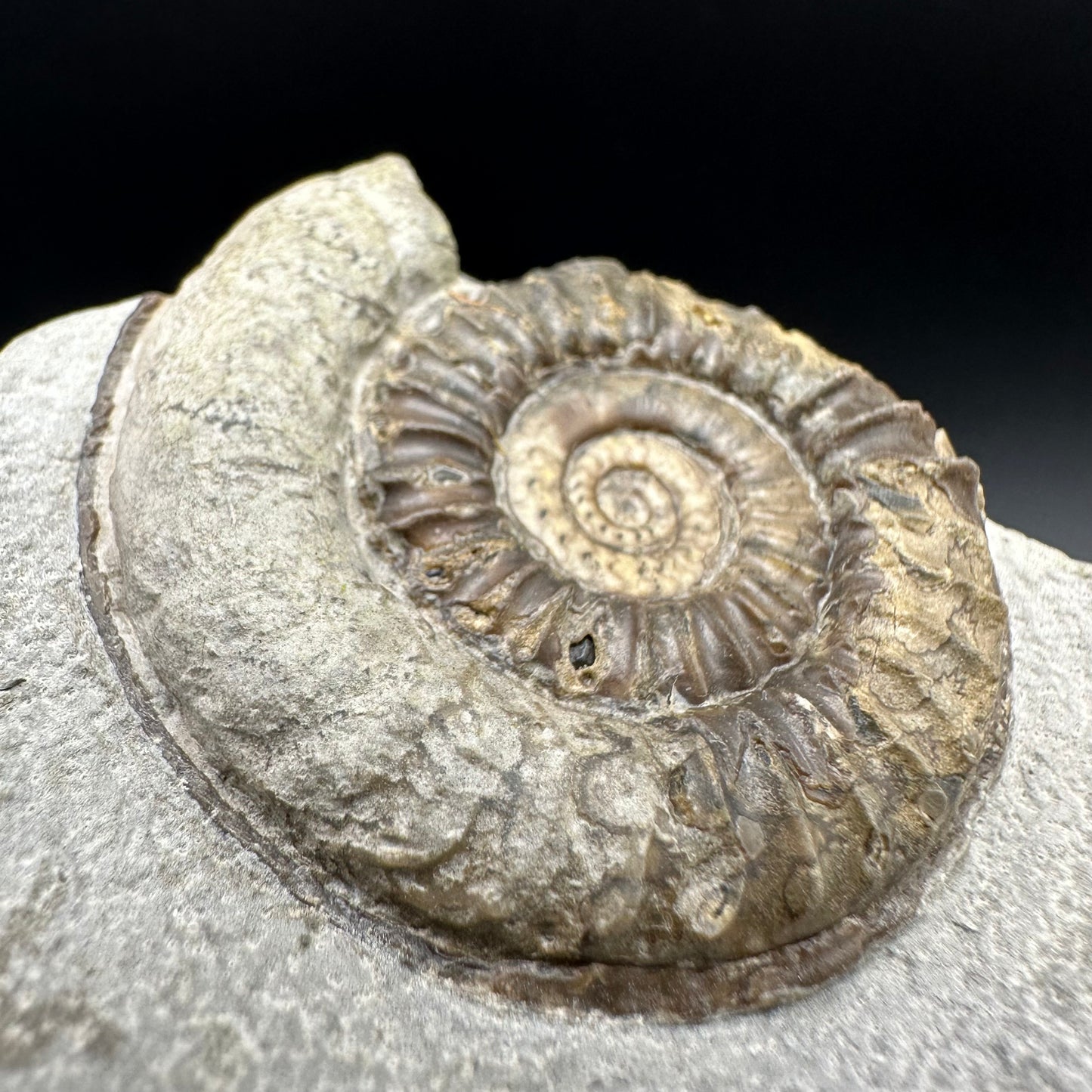 Arnioceras ammonite shell fossil with box and stand - Whitby, North Yorkshire Jurassic Coast Yorkshire Fossils
