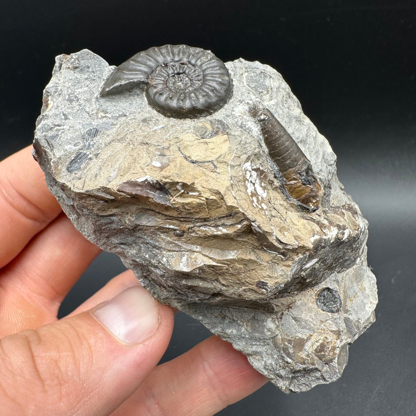 Amaltheus subnodosus Ammonite fossil / Belemnite Phragmocone fossil with box and stand - Whitby, North Yorkshire Jurassic Coast Yorkshire Fossils