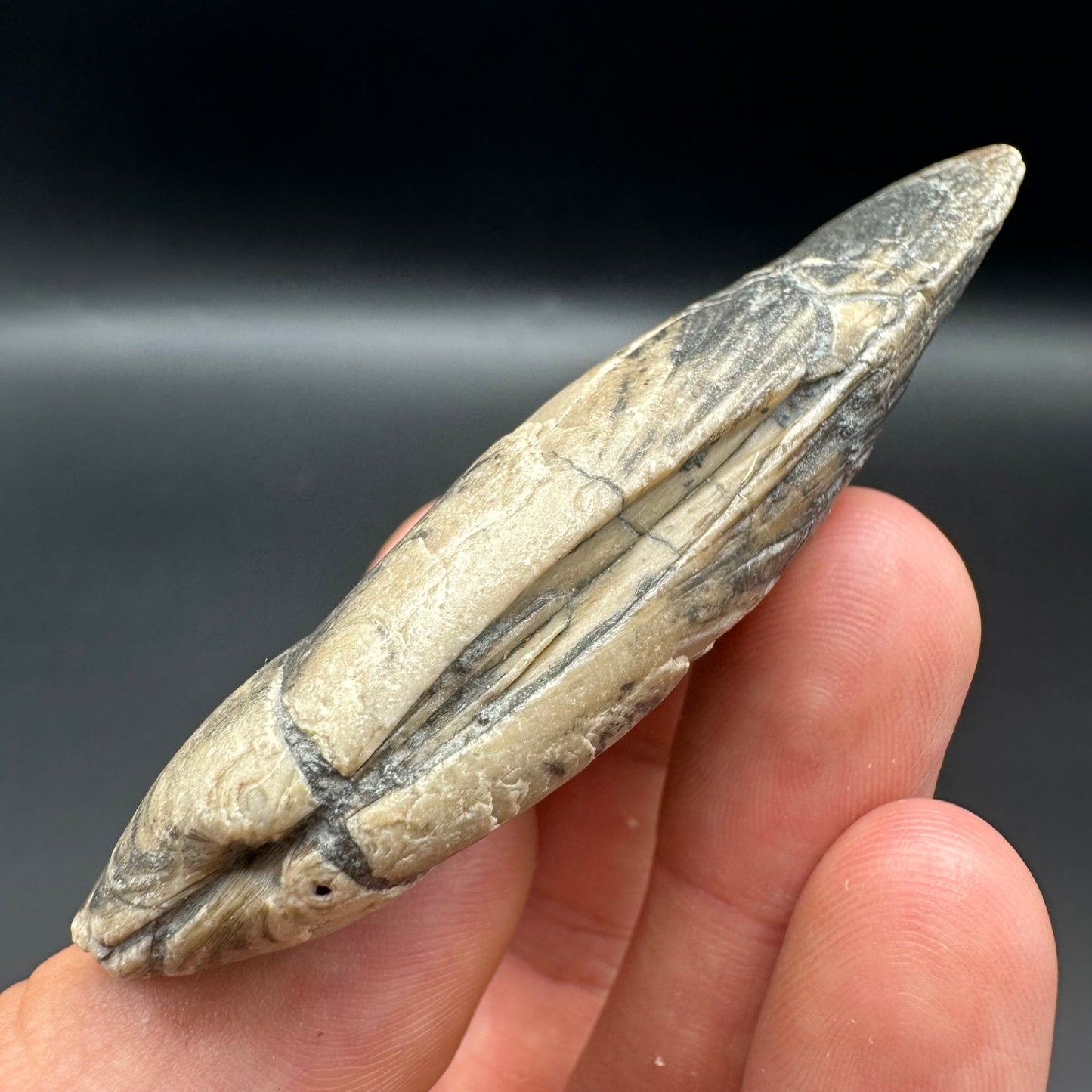 Shell fossil with box and stand - Whitby, North Yorkshire, Jurassic Coast, Yorkshire Fossils