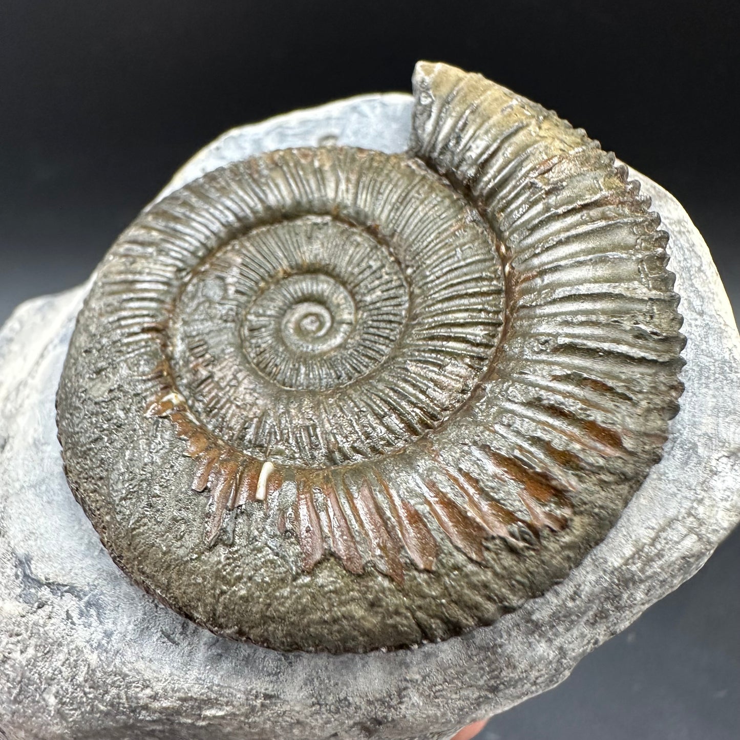 Dactylioceras Ammonite Fossil With box and Stand - Whitby, North Yorkshire Jurassic Coast Yorkshire Fossils