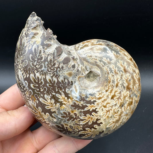 Phylloceras Ammonite Fossil With Box And Stand - Cretaceous Ammonite Madagascar