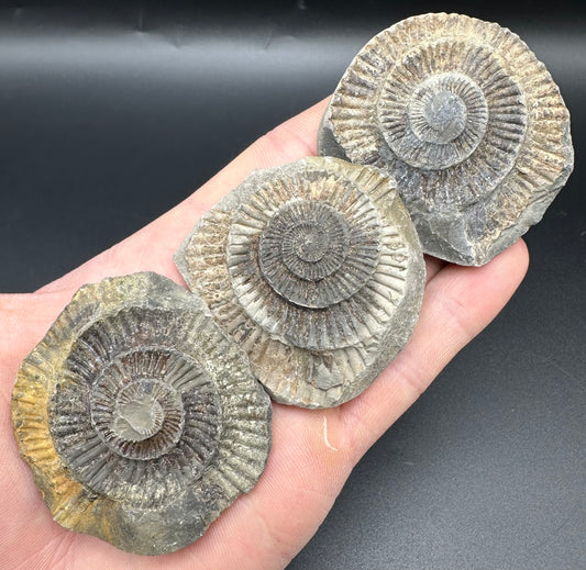Dactylioceras imprint (negative) bundle ammonite shell fossil with box - Whitby, North Yorkshire, Yorkshire Fossils