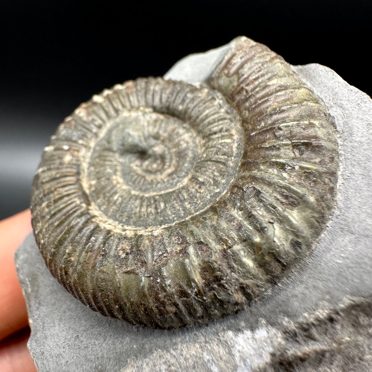 Dactylioceras Ammonite Fossil With Box And Stand - Whitby, North Yorkshire Jurassic Coast Yorkshire Fossils