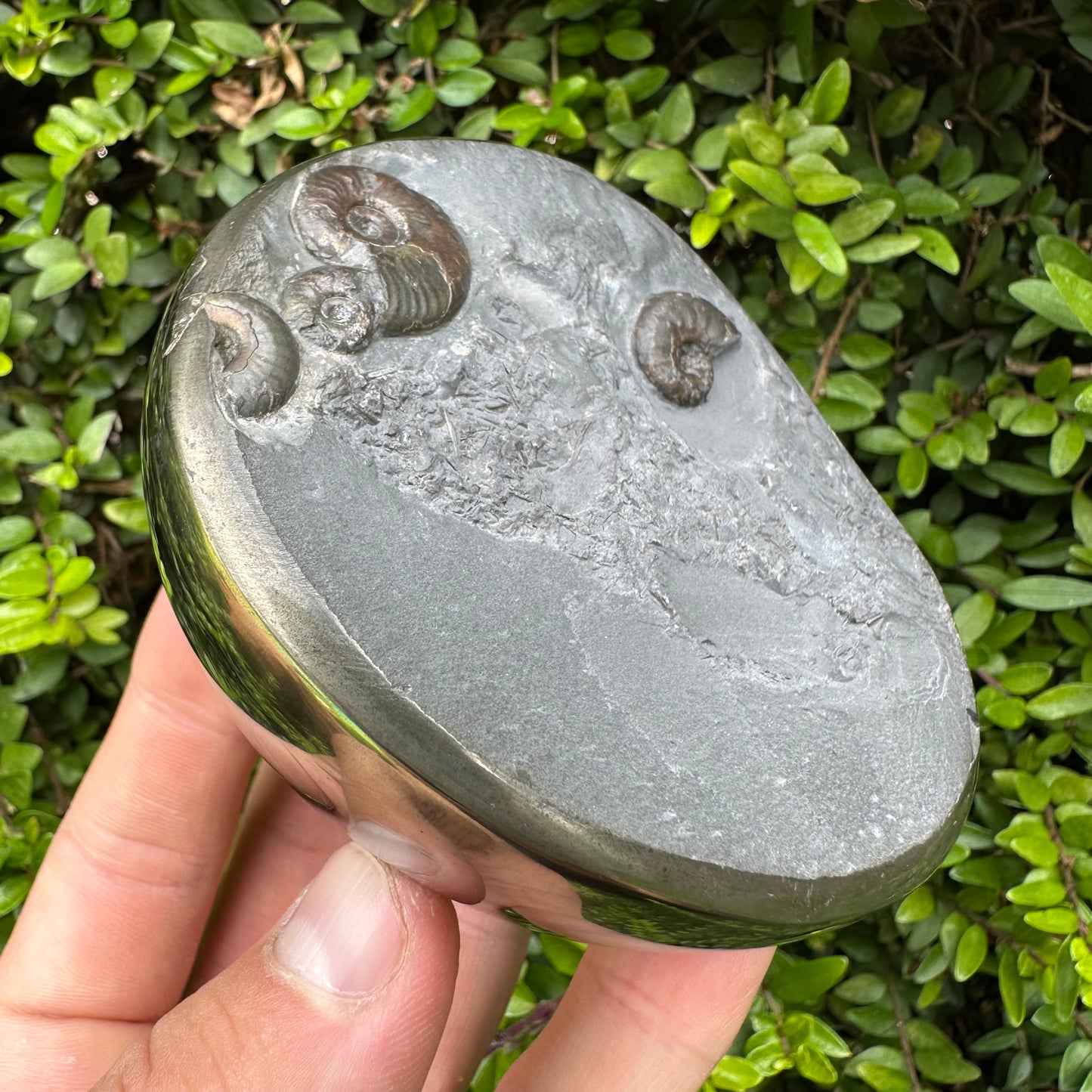 Golden Egg (GENUINE) Ammonite Fossil With Stand - Whitby, North Yorkshire Jurassic Coast Yorkshire Fossils