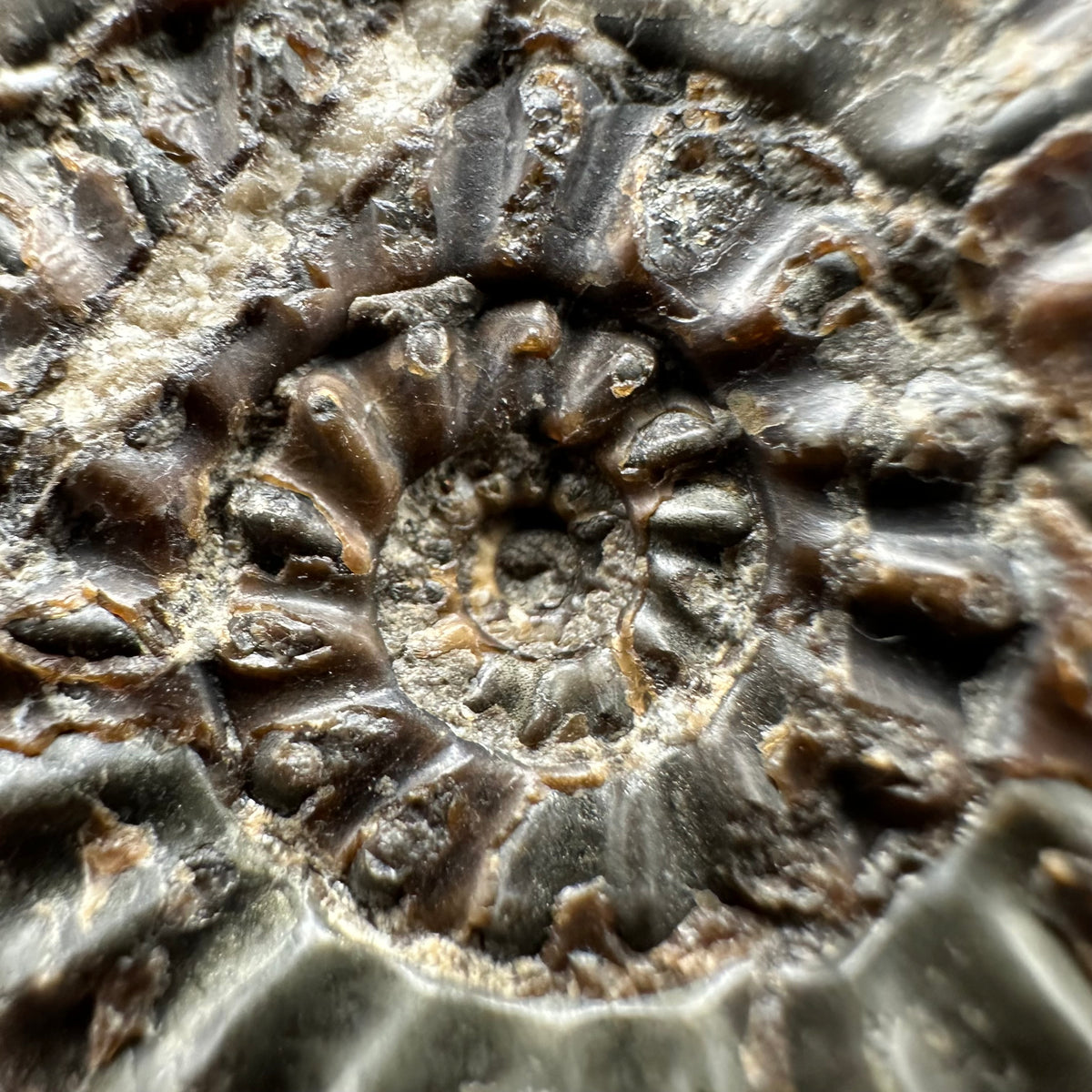Amaltheus subnodosus Ammonite fossil with stand - Whitby, North Yorkshire Jurassic Coast Yorkshire Fossils