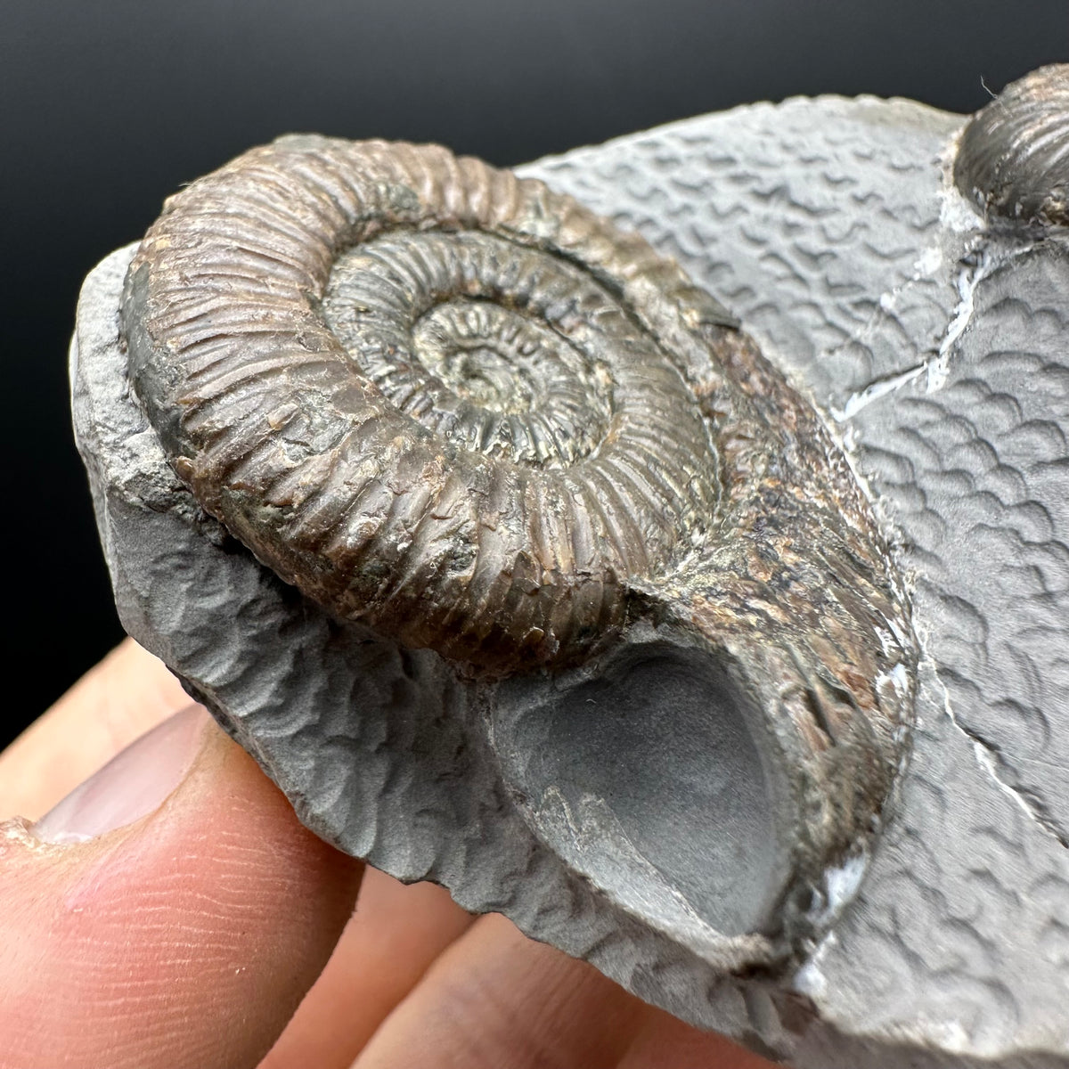 Dactylioceras Ammonite Fossil With Stand - Whitby, North Yorkshire Jurassic Coast Yorkshire Fossils