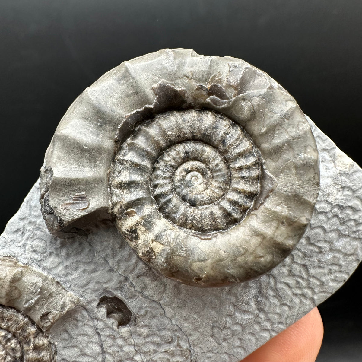 Arnioceras ammonite shell fossil with box and stand - Whitby, North Yorkshire Jurassic Coast Yorkshire Fossils