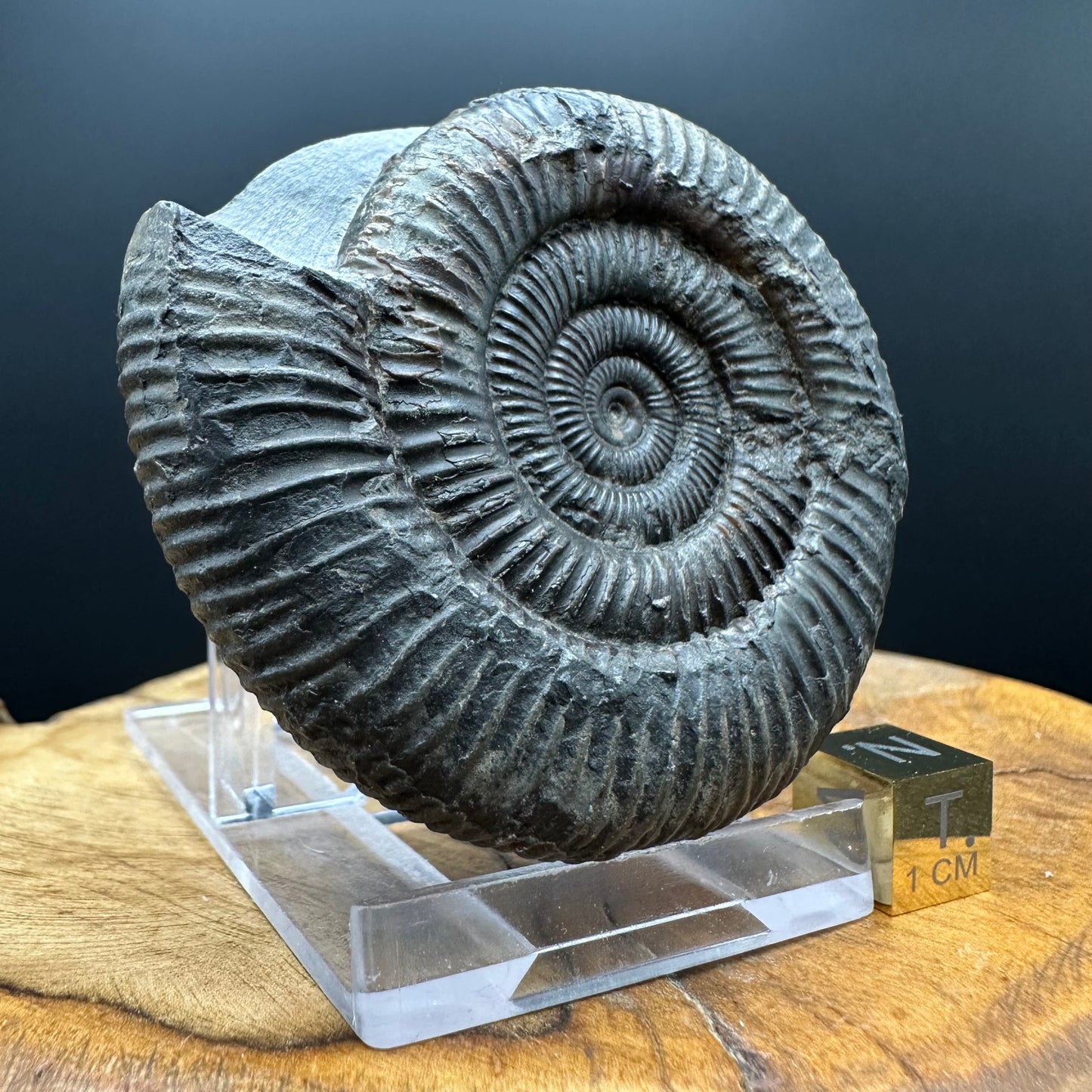 Dactylioceras Ammonite Fossil With box and Stand - Whitby, North Yorkshire Jurassic Coast Yorkshire Fossils