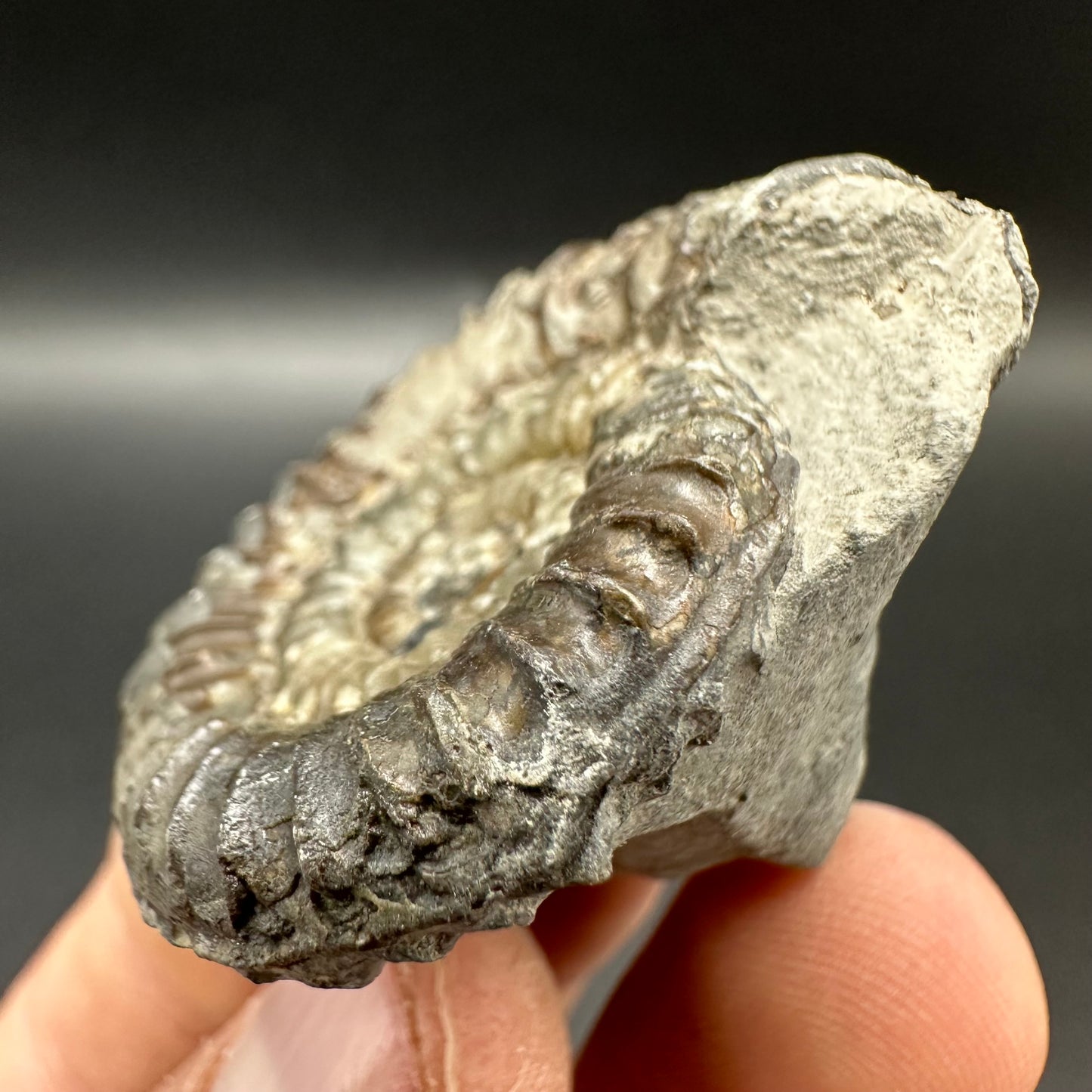 Arnioceras ammonite shell fossil - Whitby, North Yorkshire Jurassic Coast Yorkshire Fossils