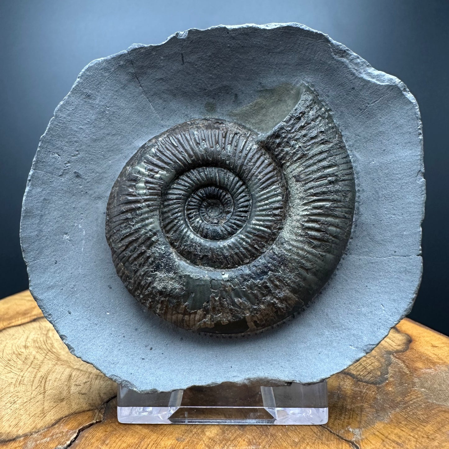 Dactylioceras semicelatum Ammonite fossil with stand - Whitby, North Yorkshire Jurassic Coast Yorkshire Fossils