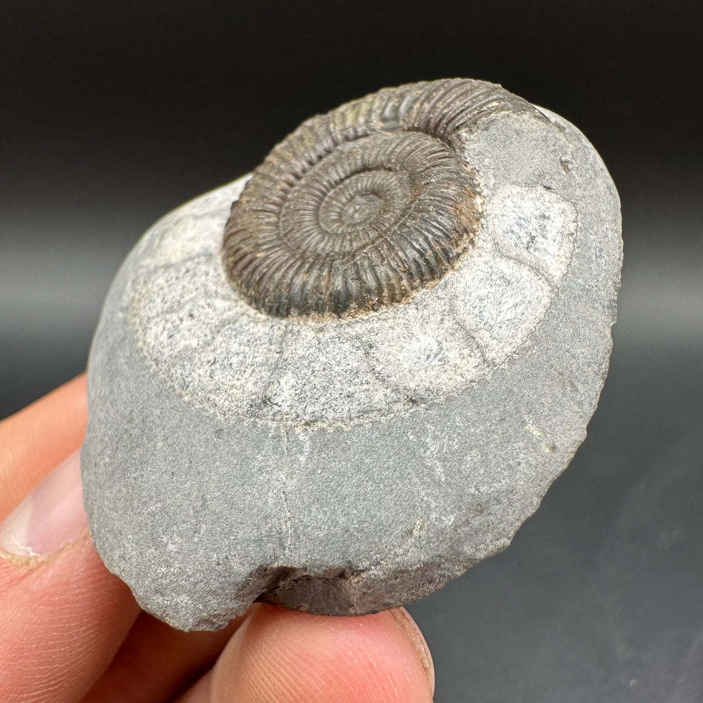 Dactylioceras Ammonite Fossil With Box And Stand - Whitby, North Yorkshire Jurassic Coast Yorkshire Fossils