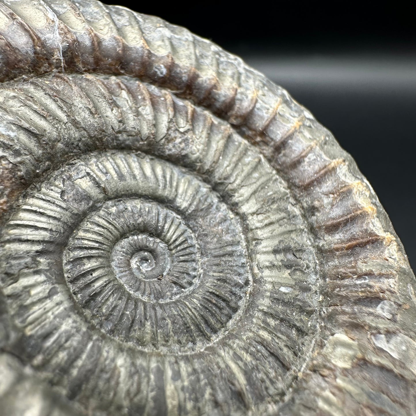 Dactylioceras Ammonite Fossil With Box And Stand - Whitby, North Yorkshire Jurassic Coast Yorkshire Fossils