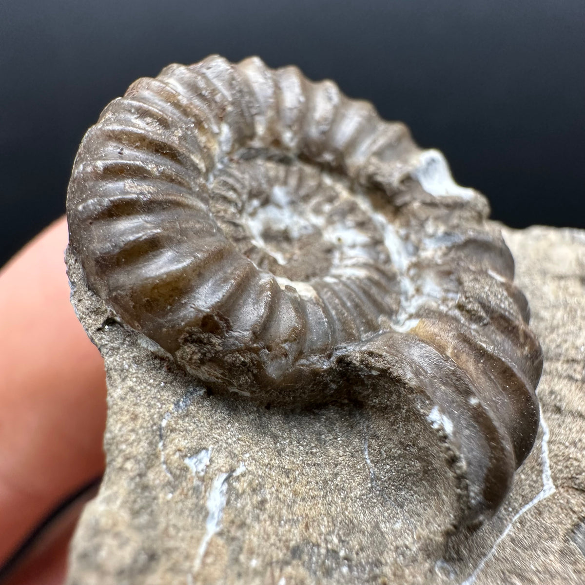 Androgynoceras capricornus Ammonite Fossil With Stand - Whitby, North Yorkshire Jurassic Coast Yorkshire Fossils